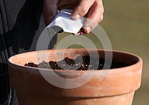 Seeding persley seed