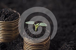 Seeding Plant seed growing on pile of coins money.