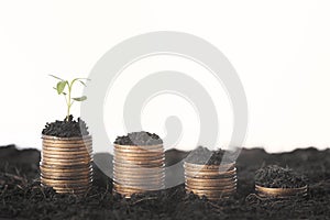 Seeding Plant seed growing on pile of coins money.