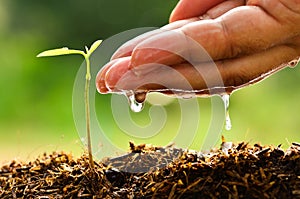 Seeding, Seedling, Male hand watering young tree