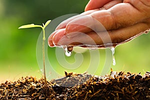 Seeding, Seedling, Male hand watering young tree photo