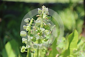 Seeding start grape hyacinth flowers