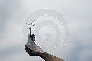 Seeding tree and hand of people to planting in dirt on blurred green background