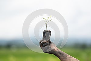Seeding tree and hand of people to planting in dirt on blurred green background