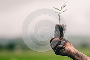 Seeding tree and hand of people to planting in dirt on blurred green background