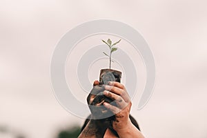 Seeding tree and hand of people to planting in dirt on blurred green background