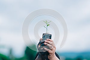 Seeding tree and hand of people to planting in dirt on blurred green background