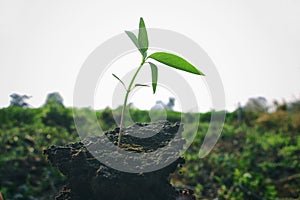 Seeding tree with handsome earth day in farmland