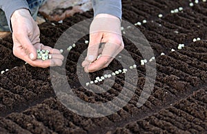 Seeding vegetable seeds on the garden bed