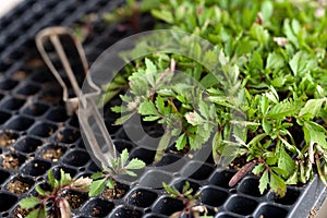 Seedings in germination box