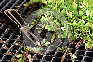 Seedings in germination box