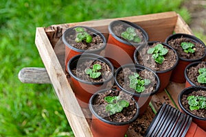 Seedings in planting pots