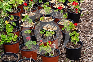 Seedings of plants in pots