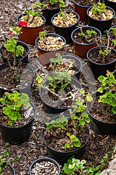 Seedings of plants in pots