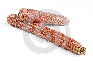 Seedless corn cobs isolated on white background. Red empty cornsticks