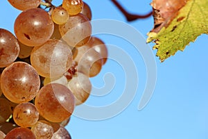 Seedless grapes on vine against blue sky, natural produce