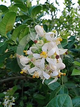 Seedless Lemon Flowers Beauty of Nature