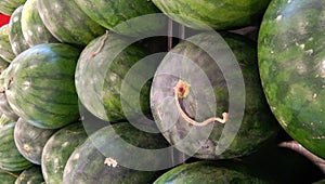 Photo of seedless watermelon on display in a supermarket