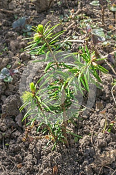 Seedling of Abies nordmanniana or Nordmann fir photo