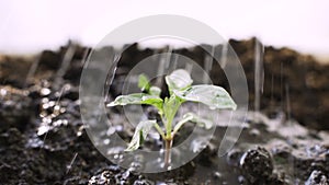 Seedling agriculture and new life concept, Little plant grow over back soil with sunlight and rain water drop