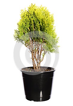 Seedling arborvitae emeralds in a black plastic pot