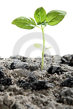 Seedling in Ashes