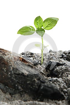 Seedling in Ashes