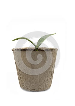 Seedling in a biodegradable fiber pot