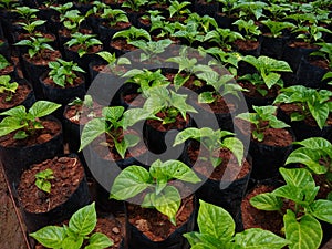 seedling of chilli plant in a nursery
