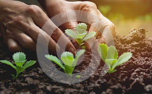 Seedling concept by human hand, Human seeding seed