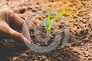 Seedling concept by human hand, Human seeding seed in soil