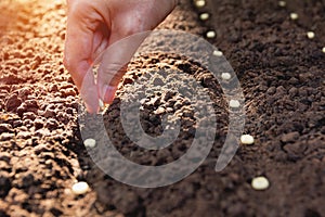 Seedling concept by human hand, Human seeding seed in soil