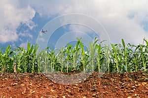 Seedling corn field on red lateritic soil cross section with plane