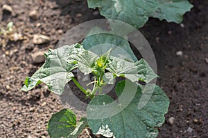 Seedling cucumber in the farmer's garden. Agriculture. Plant and life concept. photo