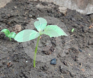 seedling cucumber growing in a greenhouse. vegetable garden crop plants, horticulture, small green leaves.