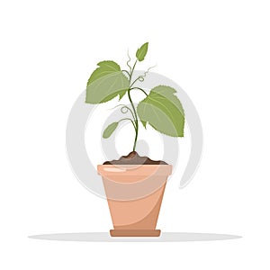 Seedling of cucumbers in a pot. Growing gardening plants. Vegetarian and ecological products. Vector illustration in