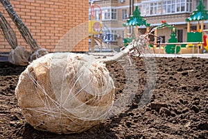 Seedling of deciduous tree with packed roots lies on loosened soil and is waiting for planting in courtyard of apartment building