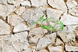 Seedling desert