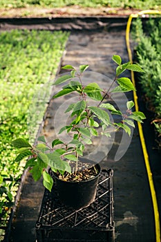 Seedling, development of plants and trees in greenhouses.