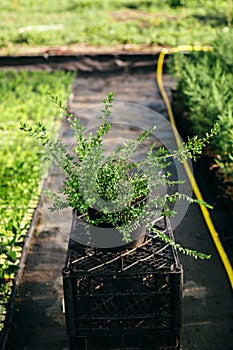 Seedling, development of plants and trees in greenhouses.