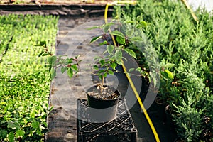 Seedling, development of plants and trees in greenhouses.