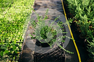 Seedling, development of plants and trees in greenhouses.