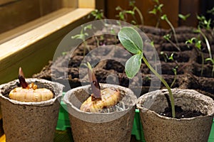 Seedling of a dicot plant and germinating bulbs of a gladiolus in a peat pots on a windowsill