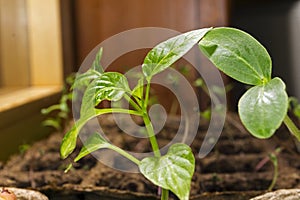 Seedling of a dicot plant and young paprika bush in a peat pots on a windowsill