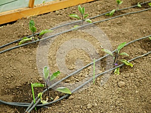 Seedling eggplant bloom close-up planting Solanum melongena blossom aubergine growing flower grow violet brinjal bio