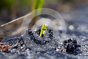 Seedling Emerges Through Tarmac