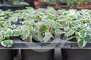 Seedling flower coleus amboinicus variegatus in flowerpots in glasshouse.