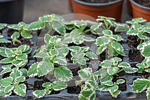 Seedling flower coleus amboinicus variegatus in flowerpots in glasshouse.