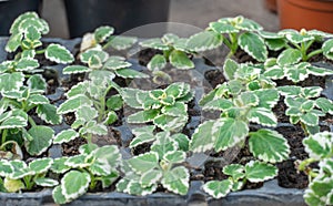 Seedling flower coleus amboinicus variegatus in flowerpots in glasshouse.