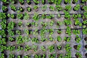 Seedling of flowers with drip irrigation,top view. Concept of producing flowers in a greenhouse